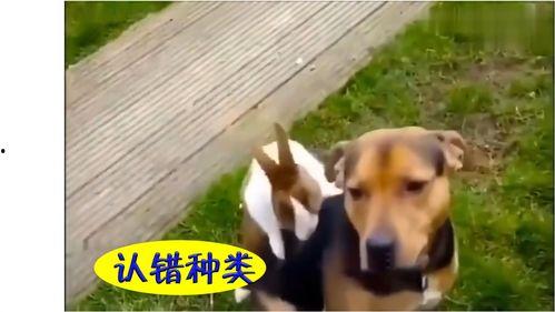 只吃瓜不吃苦的视频下载,揭秘“只吃瓜不吃苦”视频背后的下载热潮