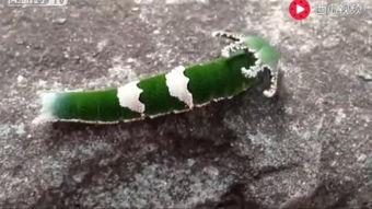 看小鸟吃瓜视频,小鸟巧吃瓜，萌态十足引围观