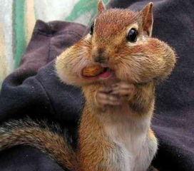 可爱小松鼠视频搞笑吃瓜,萌态百出引网友爆笑